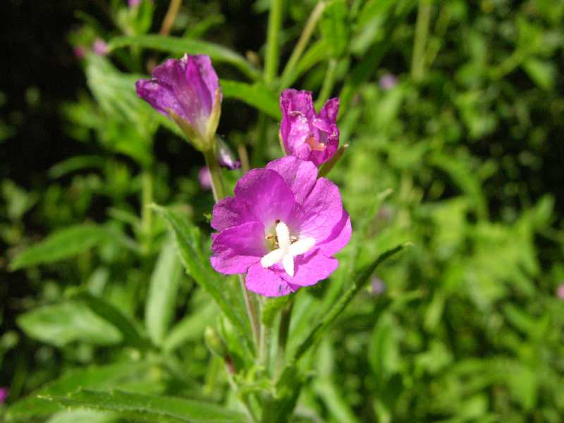 (23201)Epilobium hirsutum,fleurs